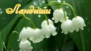 Легенды о цветах