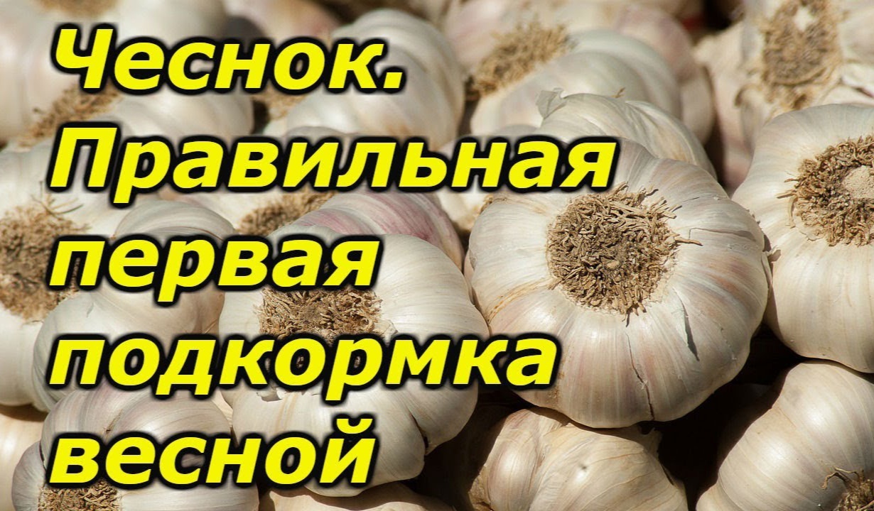 Чеснок. Правильная первая подкормка весной.