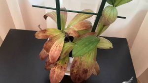 Хойи. Эритрина(hoya erythrina) Как загорают листики хой?