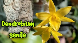 Dendrobium senile. Первое домашнее цветение.