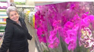 Смех сквозь слёзы. Розовые орхидеи в Леруа Мерлен... Удобрения, горшки, препараты для орхидей!