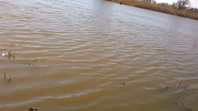 р. Дейма. Отчёты. смотреть онлайн