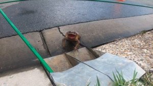 Blocked Drain 23 (Storm Water)