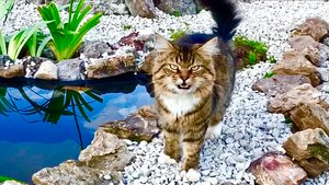 Любознательный кот Куница как дизайнер оценивает новый садовый прудик и альпийскую горку