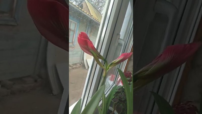 Наконец то расцвел за 2года