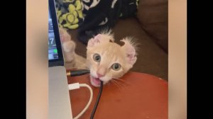 смешные кошечки, собачки 32