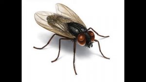 А муха тоже вертолет (1 час)