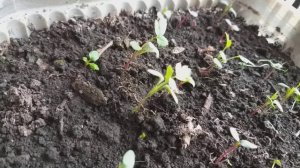 Выращиваю любимые розы из семян и черенками.