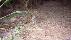 Киви птица   Kiwi