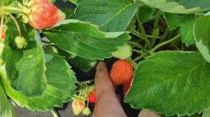 Клубника #Лофти #Эми -ранний крупноплодный сорт