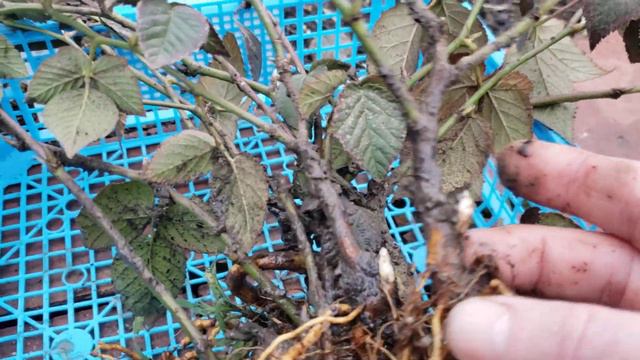 Выкопал корень ежевики на размножение. смотреть онлайн