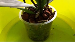 Топ-6 советов, как ухаживать за орхидеей – цветоводство для новичков