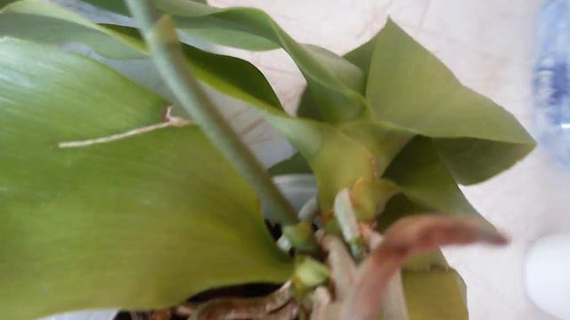 НЕКРАСИВЫЕ КОРНИ.СТОИТ ЛИ УДАЛЯТЬ??? смотреть онлайн