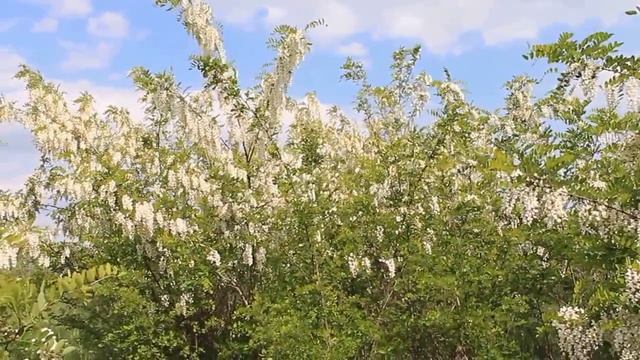Акация. Цветение. смотреть онлайн