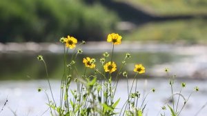 Yamaha PSR E-463. Ян Френкель, Дальняя песенка.