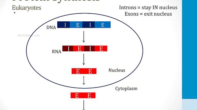 Клеточная биология USMLE - 1. Молекулярная биология - 4.Транскрипция