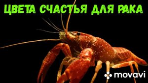 ЦВЕТА СЧАСТЬЯ ДЛЯ РАКА!!!