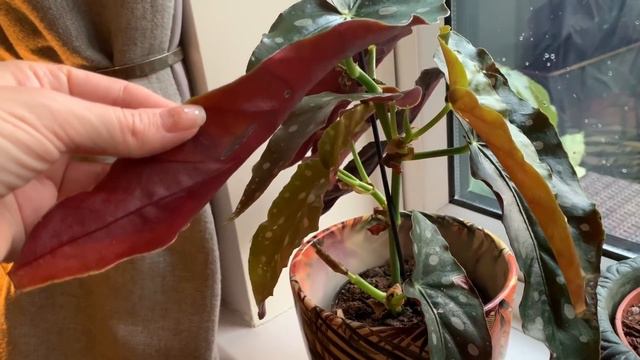 My Top 10 Favourite Houseplants! Chat & Care Tips! 🌿💚🌱🏡 смотреть онлайн