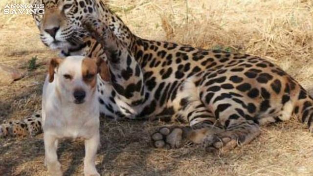 Большой ягуар напал на собаку, но никто не ожидал того, что произошло дальше! смотреть онлайн