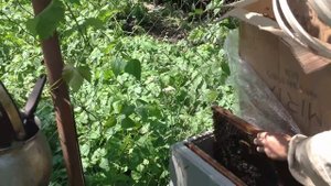 Споймал рой в Картонную Коробку Простое Пчеловодство 32