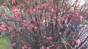 Ялта, Крым весна продолжается. Цветет миндаль.