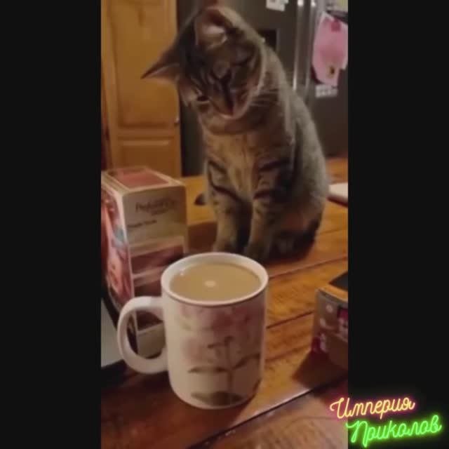 Кошки №1. Самые веселые и прикольные кошки!