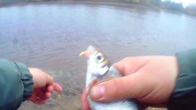 ТЕМПОВАЯ ГУСТЕРА НА ФИДЕР.mp4 смотреть онлайн