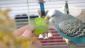 What is the average lifespan of a Budgie?