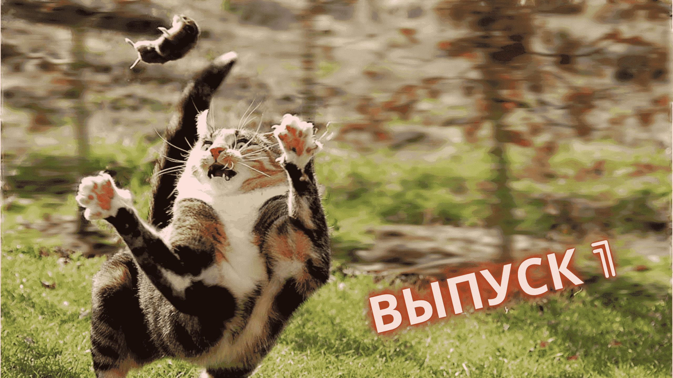 Смешные кошки выпуск 1