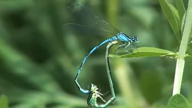 Enallagma cyathigerum - Стрелка голубая смотреть онлайн