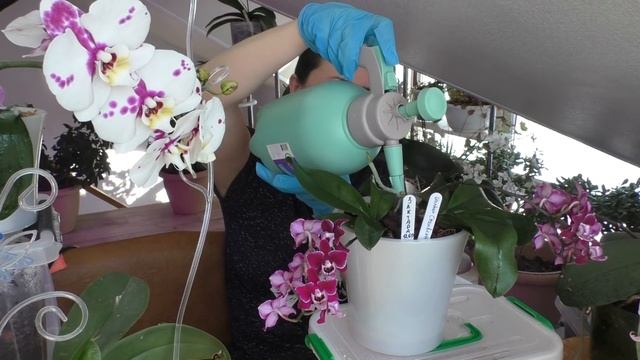 Можно ли обрабатывать цветущие орхидеи??? смотреть онлайн