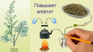 Полынь горькая для повышения аппетита Рецепт Настой полыни горькой