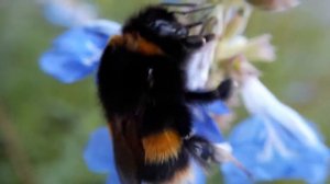 Synth Insects: Bumblebee's Last Dance