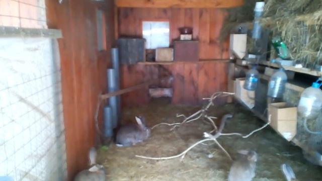 Вольерное содержание кроликов в автономном режиме зимой. Лечение ушного клеща. смотреть онлайн