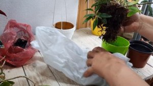 Как облагородить и обновить стрептокарпеллу и колумнею.
