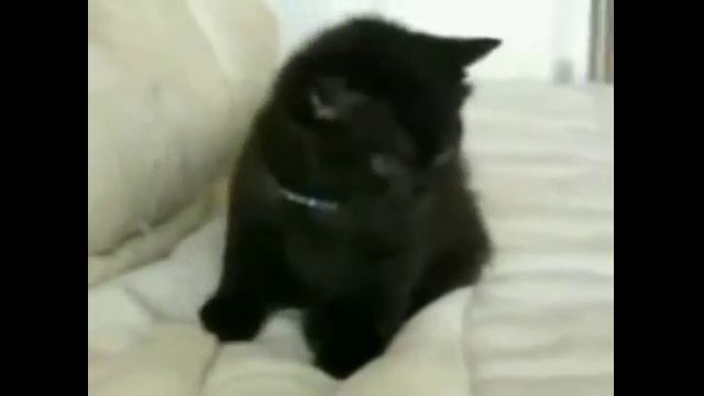 Видео КИСИ, животные, кот, котик, котики, коты, приколы, смех, собака, собаки смотреть онлайн