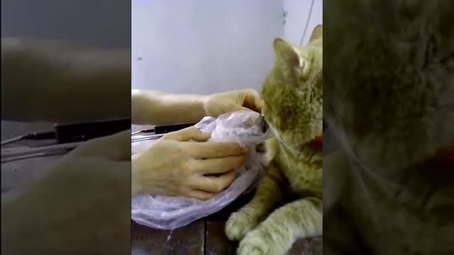 Кот не ест мышь смотреть онлайн