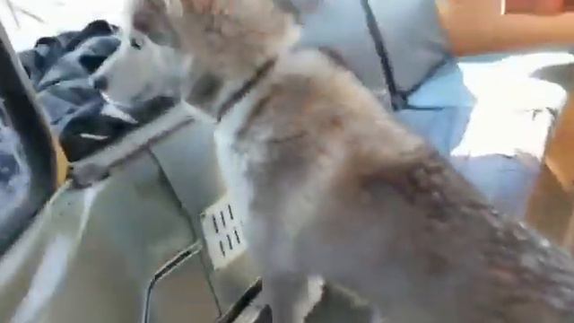 Собака забежала в автобус в Борисовке смотреть онлайн