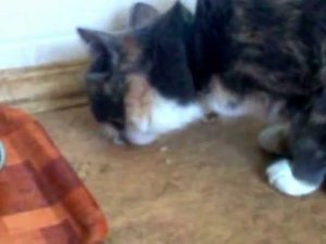 Кошка Изольда ест суши - проснулись японские корни?