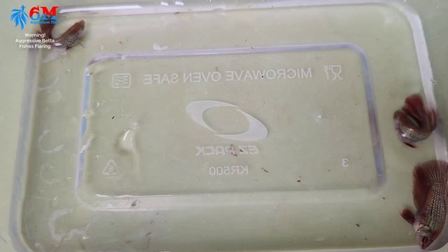 How To Breed Betta Fish | Crossbreeding Red Dragon x Galaxy Tiger (Part 5) смотреть онлайн