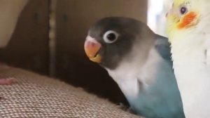 Неразлучник с "неправильным" клювом