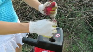 Измельчаю ветки в садовом измельчителе и мульчирую щепой грядки. 31 августа 2023