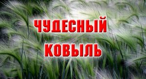 ЧУДЕСНЫЙ КОВЫЛЬ. ПОСЕВ СЕМЯН И ПЕРВЫЕ ВСХОДЫ.mp4