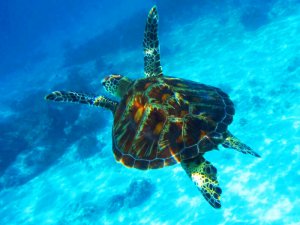 ?? ЕГИПЕТ,  КРАСНОЕ МОРЕ ПОДВОДНЫЙ МИР И ДАЙВИНГ  ?  UNDERWATER WORLD IN RED SEA,  DIVING EGYPT