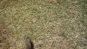 Дрессировка хорька. Начало. Подзыв свистом