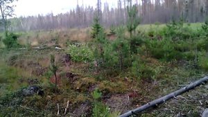 дорога в лес на молодники