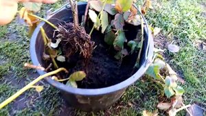 ежевика сорт коламбия санрайс, укоренение верхушками за зиму.