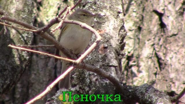 Птицы в весеннем лесу. Синицы, зяблики и пеночка. смотреть онлайн