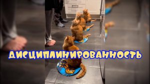 Дисциплинированность  #смешные коты