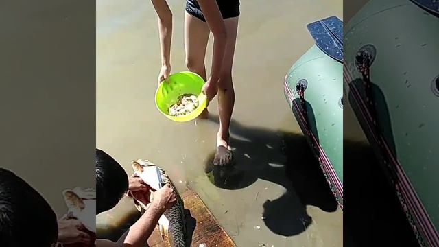 Икра сазана. р. Ахтуба смотреть онлайн